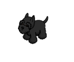 Scottish Terrier - Webkinz