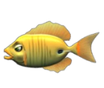 Surgeonfish - Feeding Frenzy