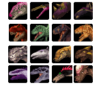 Dinosaur Icons - Dinosaur King