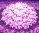 Above the Saigyou Ayakashi - Touhou LostWord