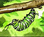 Caterpillar's Camera - Highlights Puzzlemania