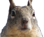 Squirrel - Scratch