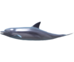 Dolphin - KID PIX 5: The STEAM Edition