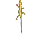 Lizard - KID PIX 5: The STEAM Edition