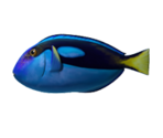 Regal Tang Fish - KID PIX 5: The STEAM Edition