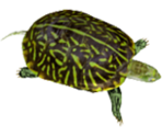 Turtle - KID PIX 5: The STEAM Edition