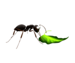 Ant - KID PIX 5: The STEAM Edition