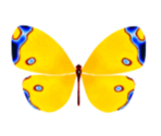 Yellow Butterfly - KID PIX 5: The STEAM Edition