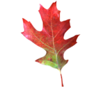 Leaf Red - KID PIX 5: The STEAM Edition