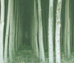 Forest - Scratch
