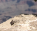 Grand Canyon - Scratch