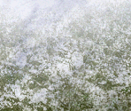 Snow - Warlords Battlecry III