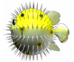 Pufferfish - Feeding Frenzy