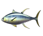 Tuna - Feeding Frenzy