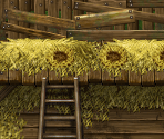Chicken Coop - The Tribe Game