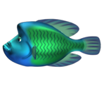 Humphead Wrasse - Feeding Frenzy