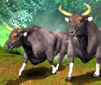 Collector Cards - Zoo Tycoon DS