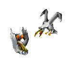 Seagull - Claw