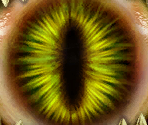 Winged Eye - The Quest