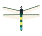 Dragonfly - Scratch