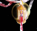 Enjel Theater 2 - Pocket Mirror