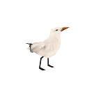 Gull - Alicia Online 2.0