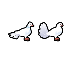 White Dove - Delicious - Emily's True Love
