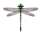 Dragonfly Hunter - Furu Furu Park