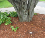Tree - Scratch