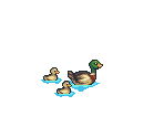 Ducks - Travellers Rest