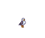Seagull - Travellers Rest
