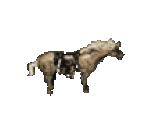 Whitesteed Lodge Horse - Zelda's Adventure