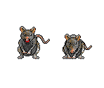 Rat - Islands of the Caliph