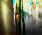Game Banner & Icon - Shrek Forever After