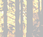 Forest Background & Foreground - Donkey Kong Country