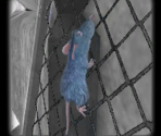 Player Moves - Ratatouille