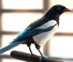 The Bird that Links the Stars [memoria_1852] - Puella Magi Madoka Magica Side Story: Magia Record