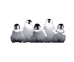 Baby Penguins - Happy Feet