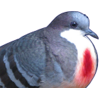 Anghel - Hatoful Boyfriend
