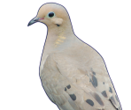 Nageki - Hatoful Boyfriend