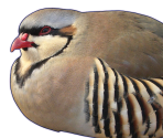 Shuu - Hatoful Boyfriend
