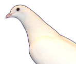 Okosan - Hatoful Boyfriend