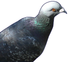 Ryota - Hatoful Boyfriend