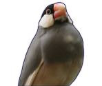 Other Characters - Hatoful Boyfriend