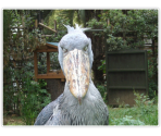 Bad Boys Love Popups - Hatoful Boyfriend