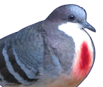 Anghel - Hatoful Boyfriend: Holiday Star