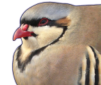Shuu - Hatoful Boyfriend: Holiday Star