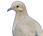 Nageki - Hatoful Boyfriend: Holiday Star