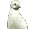 Nanaki - Hatoful Boyfriend: Holiday Star