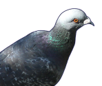 Ryota - Hatoful Boyfriend: Holiday Star